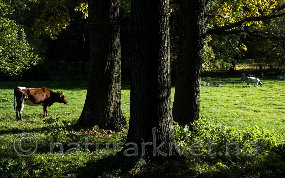 BB 05 0256 / Bos taurus / Storfe <br /> Quercus robur / Sommereik